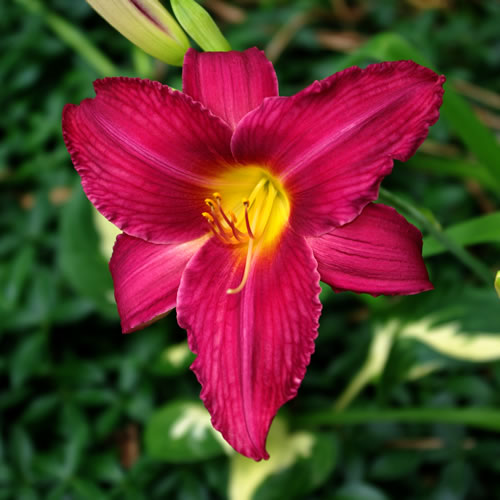 Hemerocallis Chicago Royal Robe